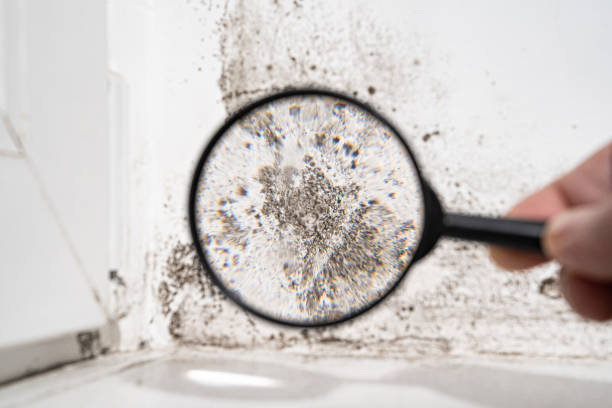 Best Emergency Mold Remediation  in Irwindale, CA